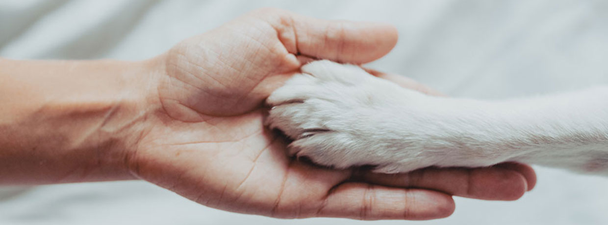 Asphalte brûlant : danger pour les pattes des chiens en été